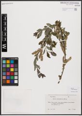 Salix bebbiana Sarg.